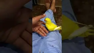 mamy Ak glass fanii Chya//#shorts #youtubeshorts