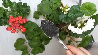 Geranium leaves will turn green and bright, a natural, time-tested fertilizer available