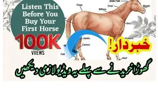 How To Buy a Horse | Some basic qualities that you would like your new Horse |Malik Farm VLog
