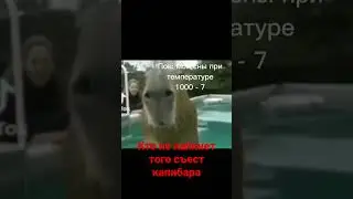Капибара мем #капибара #