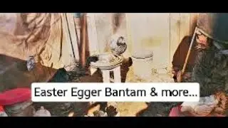 Out with the Easter Egger Bantam & others @JacquelineJaroffaith #bantams