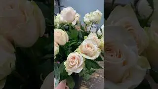 History of the origin of the Garden Spirit rose