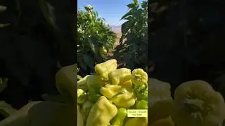 Elazığ Köy Sebzeleri Ve Çiğ Köftesi