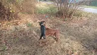 Шок!!! Собака ест собаку!!!