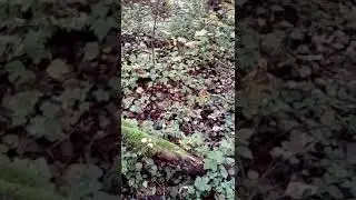 Светлая полоса!(2)