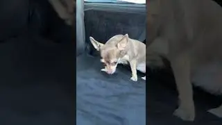 Geschenk für meine Hunde😐