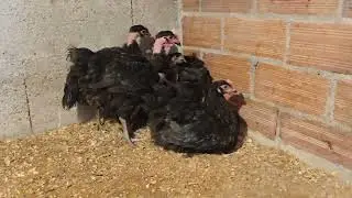 GALLINAS SUSSEX