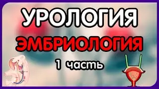 Урология. Лекция 3. Эмбриология мочеполовой системы. Эмбриология мочевой системы.
