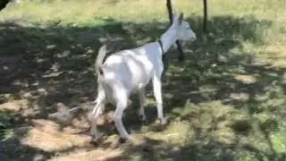 Прикол с козой Коза упала