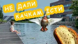 Не дали КАЧКАМ їсти 🦆🦆🦆 🍞🍞🍞