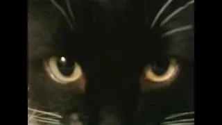 КОТ МАРСИК