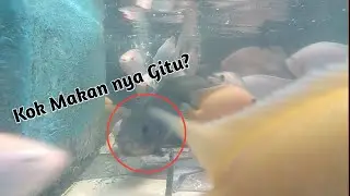 Memanjakan Mata
