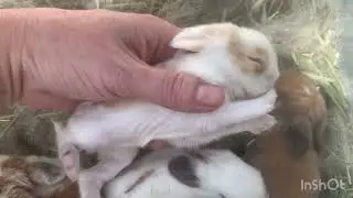 Lots of Bunny Love and Safe from a Natural Disaster