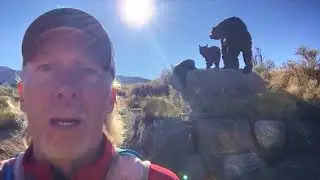 Bear Sighting