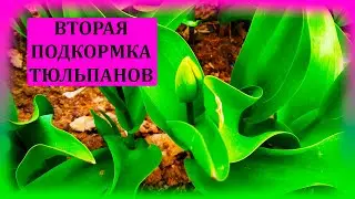 Эта вторая подкормка ТЮЛЬПАНОВ обеспечит яркое цветение и вызревание крупных луковиц. Тюльпаны.