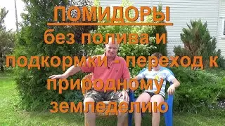 75, ПОМИДОРЫ без подкормок. Переход к ПРИРОДНОМУ земледелию без полива и удобрений!