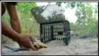 Cat Food Can Opening Sound  Feeding Time Cat Call