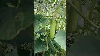 TIMUN ORGANIC #organic #timun #anekabunga #pekaranganrumah