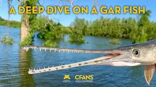 A Deep Dive on a Gar Fish - VR 360