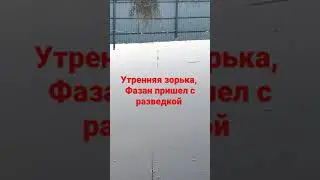утренняя зорька, фазан пришёл с разведкой