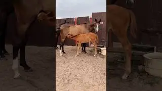 Лучшее начало дня 🐎 