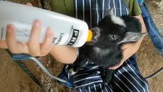 Violet the Goat Abandoned Her Kids...so Now We're Bottle Feeding
