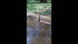 ни дятел ни енот, а наверно бобёр