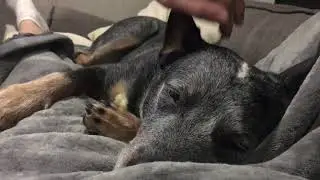 Blue Heeler in Deep Sleep Won’t Wake Up