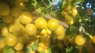 Алича Медова Рання. Врожайність зашкалює. 2024 рік
