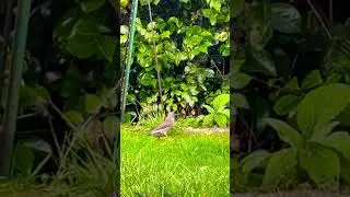 Highlight Backyard Wild-birds Hummingbird, flicker bird, starlings, blackbird, bluejay #wildbirds