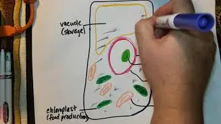 Plant cell 2020