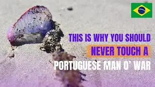 This Is Why You Should Never Touch a Portuguese Man O' War
