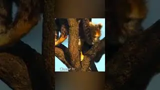 Гепард вызывает львов на себя спасая детёнышей.