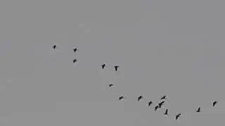 2018-05-26 1 пикник на обочине