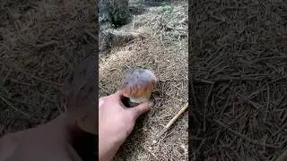 Розпочато сезон білих грибів