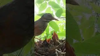 The mother bird fed the little bird wild fruits and earthworms鸟妈妈给小鸟喂野果子和蚯蚓，小鸟把脖子伸得长长的 #birds
