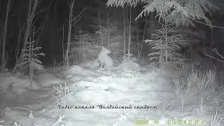 Fox catches mice in front of a camera trap !!!