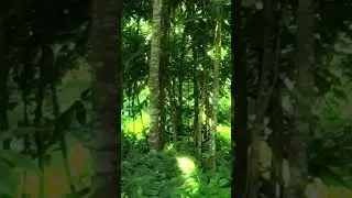 #Sokhi_Valobasha_kara_koy #shorts | Channel Ujan | সখি ভালোবাসা কারে কয়