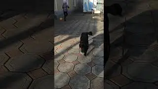 послушная собачка Милка #shorts #dog #fundog #шортс #собачка #собакадругчеловека #рекомендации #топ