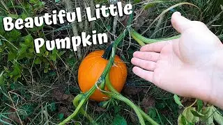 The Halloween Pumpkin Has Fully Ripened