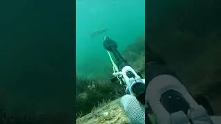 Лобан.