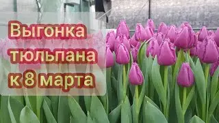 Выгонка тюльпана к 8 марта сорт Сан Луиз