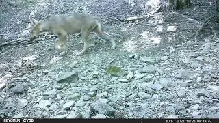 Lupa ripresa in fototrappola