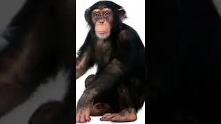 Names of Wild Animals in English with Images and Spellings|Wild Animals in English|