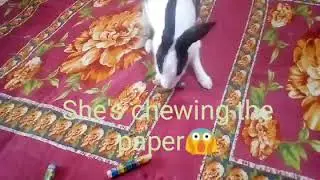 Baby girl Watson and crayons 🐇 #subscribe_please