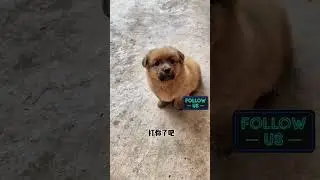 Cute Pupies' Compilation #puppy #puppyvideos #cute #dog