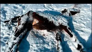 Жайылым азайды. Жылқылар құлын тастауды