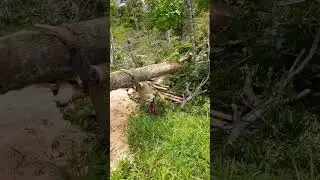 Logger With Insane Strength