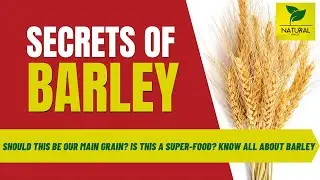 Super-food Spotlight: Discovering the Health Benefits of Barley