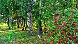 Дмитрий Романов - Родные края (дуэт с Инна Улановская)